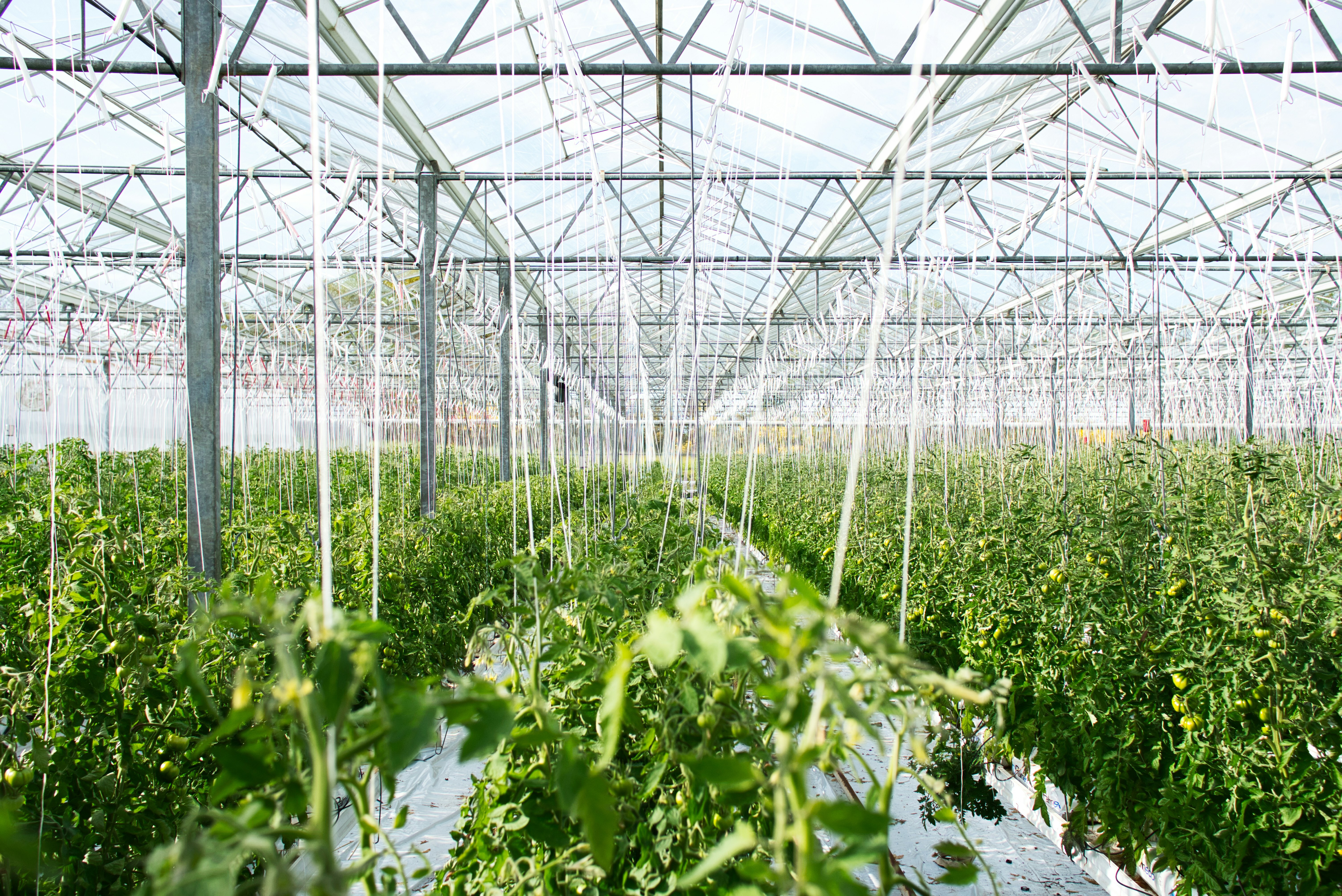 How Modern Nursery Software Can Increase Efficiency and Reduce Costs in Wholesale Nurseries