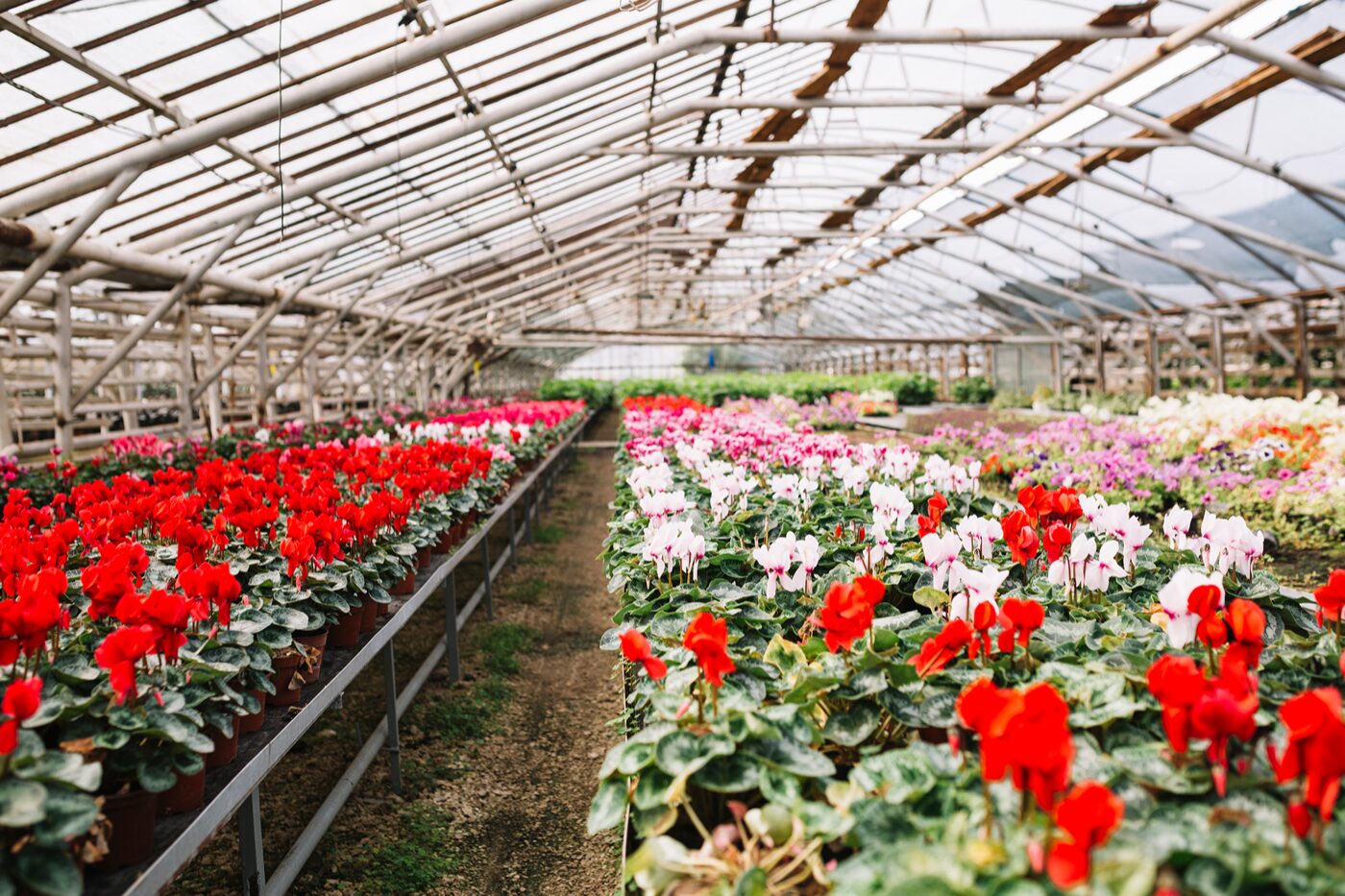 Commercial nursery